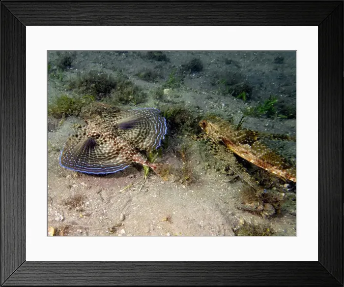 Framed Print : A Flying Gunard (Dactylopterus volitans) in Florida, USA Framed Print : A Flying Gunard (Dactylopterus volitans) in Florida, USA