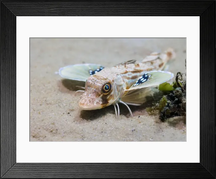 Framed Print : A Bluefin gurnard (Chelidonichthys kumu) seabream fish on the ocean floor with its pectoral fins open Framed Print : A Bluefin gurnard (Chelidonichthys kumu) seabream fish on the ocean floor with its pectoral fins open