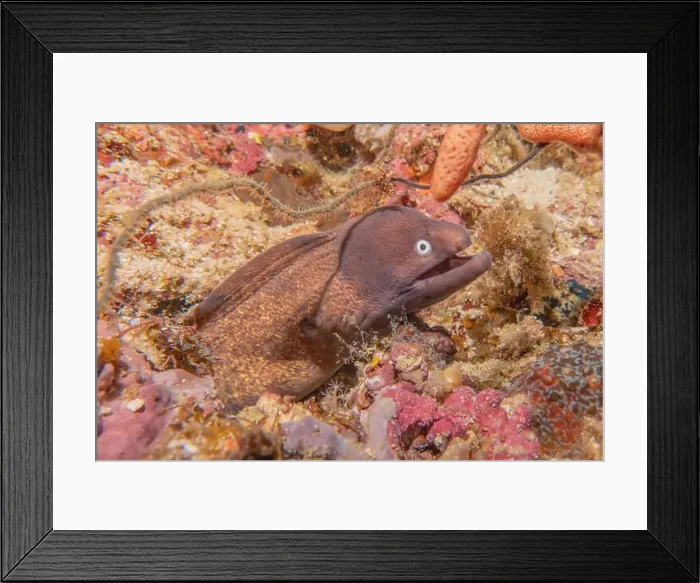 Framed Print : Moray eel Mooray lycodontis undulatus in the Red Sea, Eilat Israel Framed Print : Moray eel Mooray lycodontis undulatus in the Red Sea, Eilat Israel