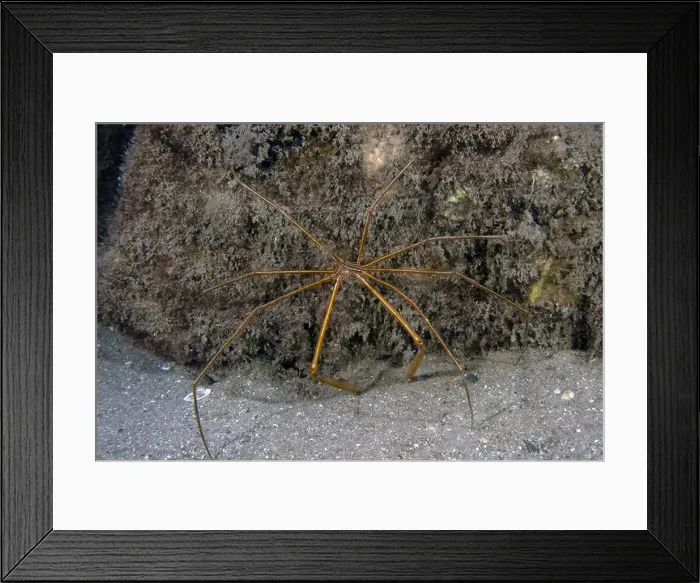 Framed Print : An Arrowhead Crab (Stenorhynchus seticornis) in Florida, USA