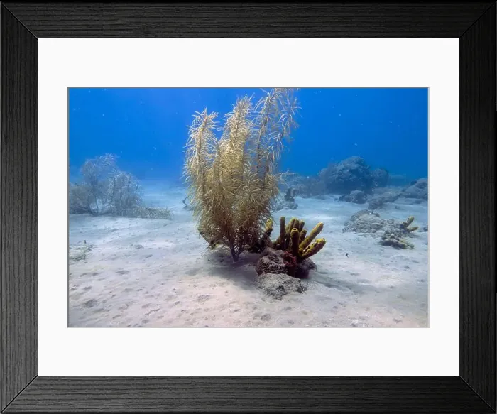 Framed Print : Soft coral on Champagne Reef near Roseau, Dominica Framed Print : Soft coral on Champagne Reef near Roseau, Dominica