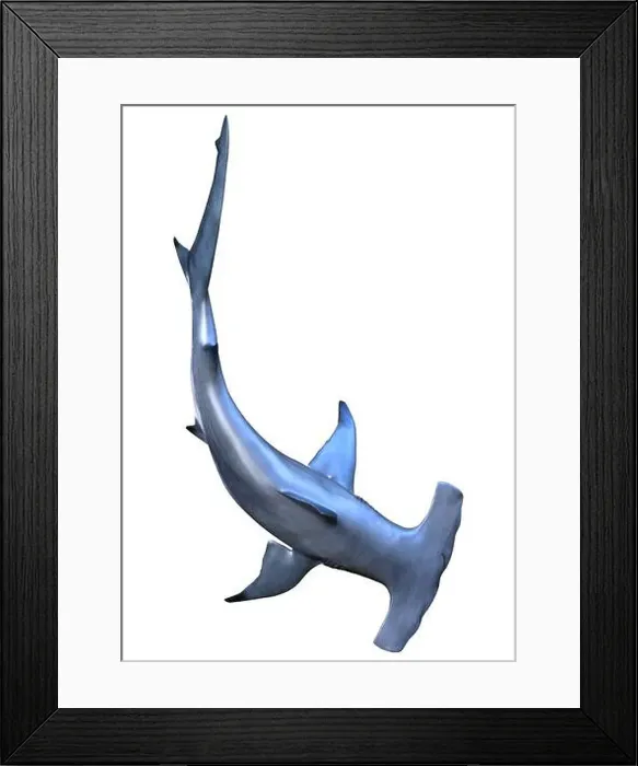 Framed Print : 3D rendering of a hammerhead shark isolated on white background Framed Print : 3D rendering of a hammerhead shark isolated on white background