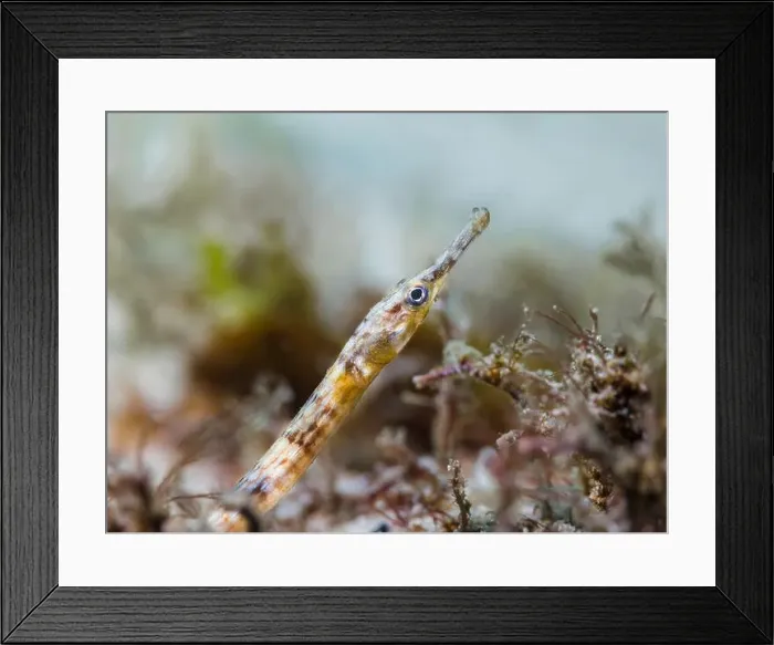 Framed Print : A brown color Longsnout pipefish (Syngnathus temminckii) on the ocean floor sand
