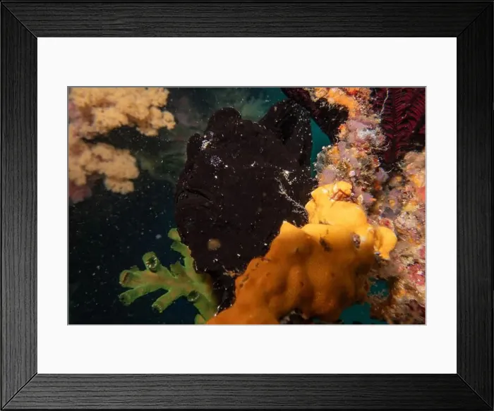 Framed Print : Fish swim in the Sea of the Philippines