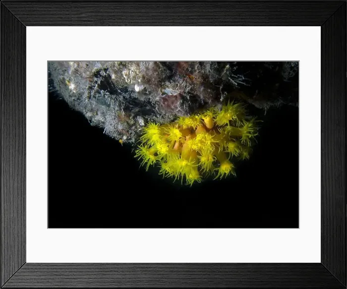 Framed Print : Orange Cup Coral (Tubastraea coccinea) in Florida, USA Framed Print : Orange Cup Coral (Tubastraea coccinea) in Florida, USA