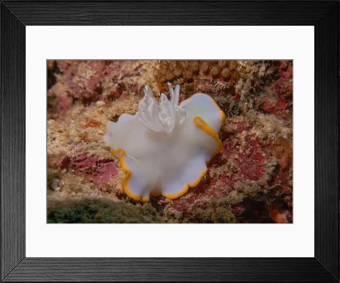 Framed Print : Sea slug in the Sea of the Philippines Framed Print : Sea slug in the Sea of the Philippines