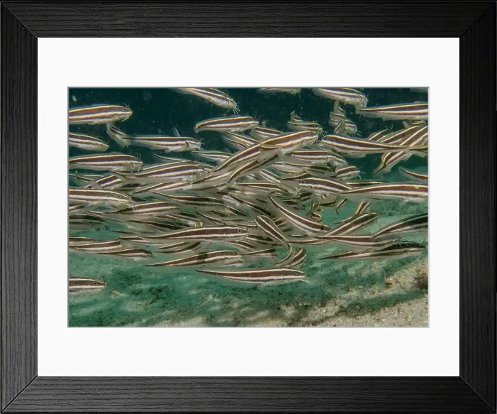 Framed Print : Fish swim in the Sea of the Philippines Framed Print : Fish swim in the Sea of the Philippines
