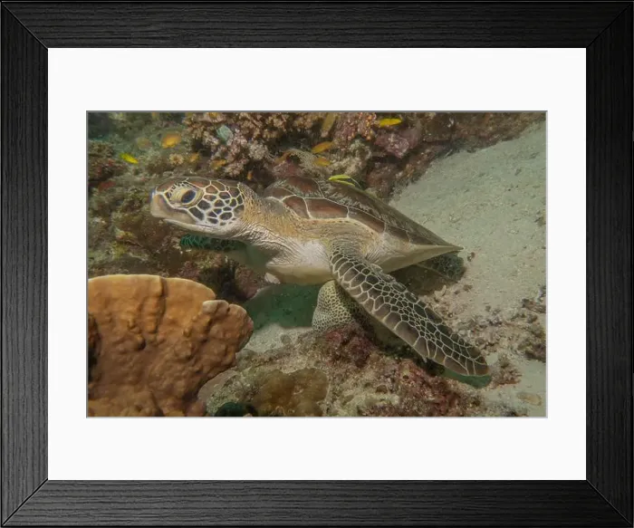 Framed Print : Hawksbill sea turtle in the Sea of the Philippines Framed Print : Hawksbill sea turtle in the Sea of the Philippines