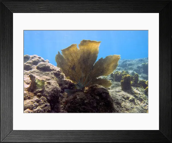 Framed Print : Soft coral on Champagne Reef near Roseau, Dominica Framed Print : Soft coral on Champagne Reef near Roseau, Dominica