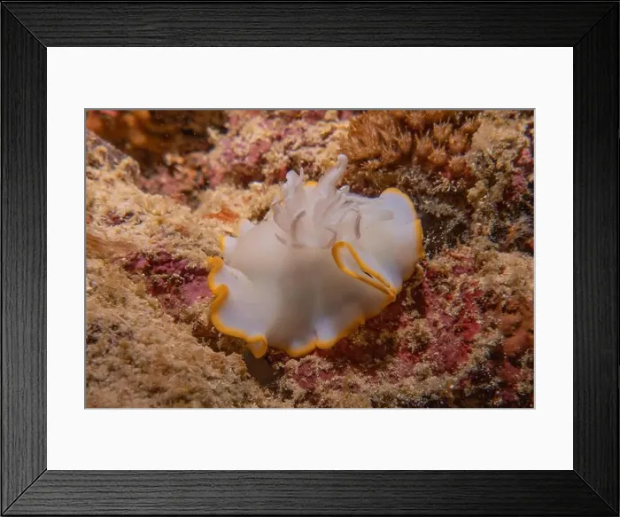 Framed Print : Sea slug in the Sea of the Philippines Framed Print : Sea slug in the Sea of the Philippines