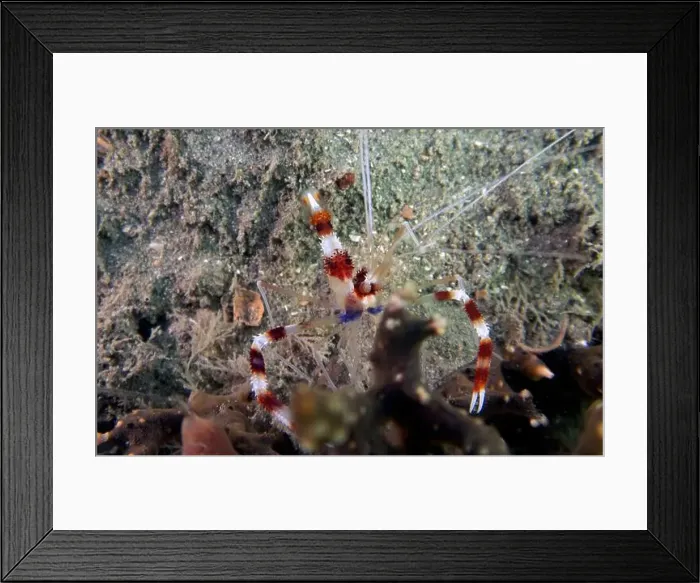 Framed Print : A Banded Boxer Shrimp (Stenopus hispidus) in Florida, USA Framed Print : A Banded Boxer Shrimp (Stenopus hispidus) in Florida, USA