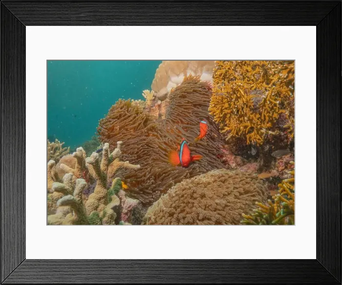 Framed Print : Coral reef and water plants in the Sea of the Philippines Framed Print : Coral reef and water plants in the Sea of the Philippines