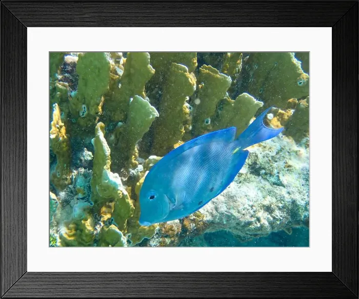 Framed Print : Underwaterphotography of a Blue doctorfish against yellow corals (Acanthurus coeruleus), Bonaire, Caribbean Netherlands Framed Print : Underwaterphotography of a Blue doctorfish against yellow corals (Acanthurus coeruleus), Bonaire, Caribbean Netherlands
