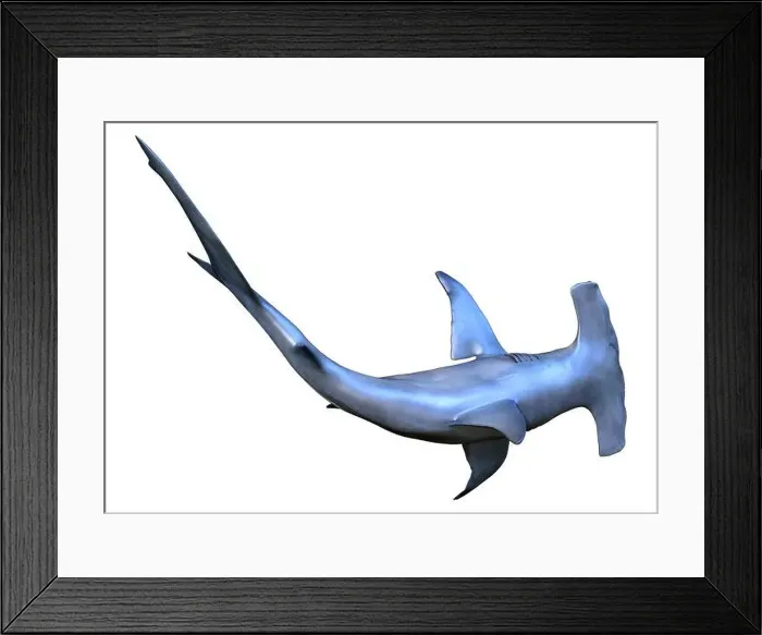 Framed Print : 3D rendering of a hammerhead shark isolated on white background Framed Print : 3D rendering of a hammerhead shark isolated on white background