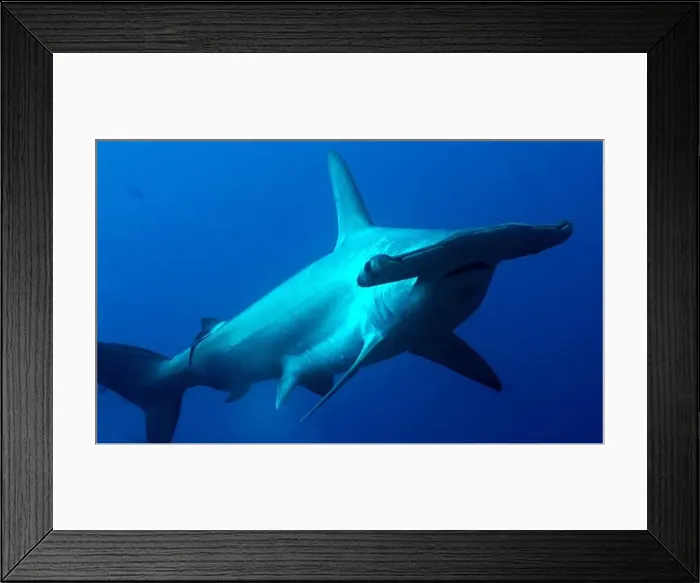 Framed Print : Scalloped Hammerhead Silouette Framed Print : Scalloped Hammerhead Silouette