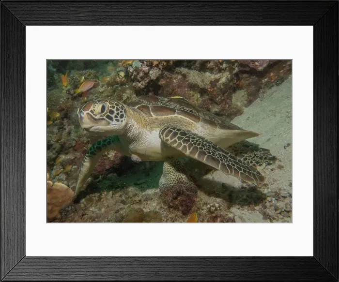 Framed Print : Hawksbill sea turtle in the Sea of the Philippines Framed Print : Hawksbill sea turtle in the Sea of the Philippines