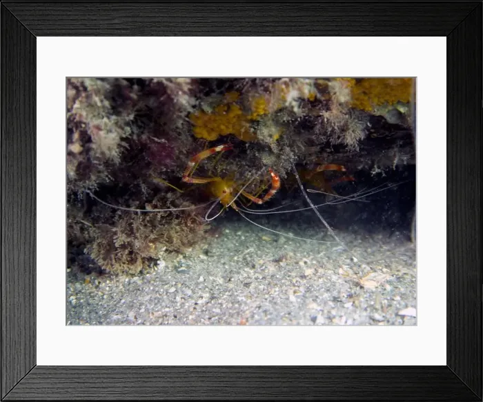 Framed Print : A Yellow Banded Coral Shrimp (Stenopus scutellatus) in Florida, USA Framed Print : A Yellow Banded Coral Shrimp (Stenopus scutellatus) in Florida, USA