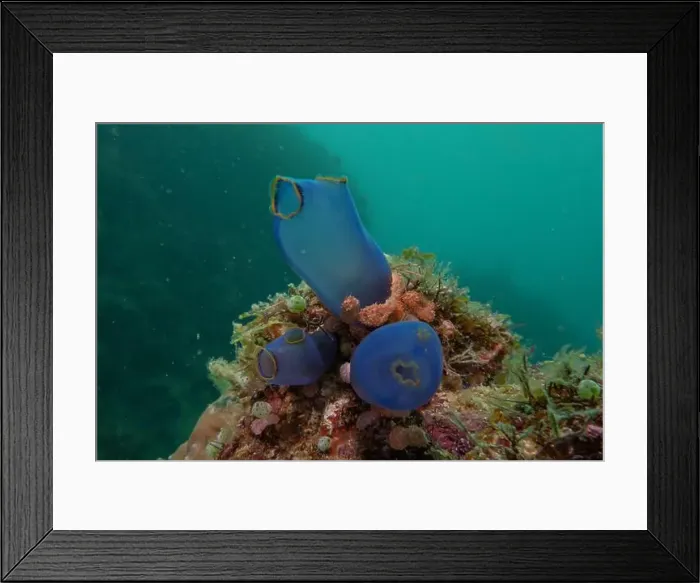 Framed Print : Coral reef and water plants in the Sea of the Philippines Framed Print : Coral reef and water plants in the Sea of the Philippines