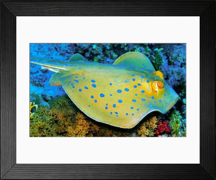 Framed Print : Blue Spotted Ribbontail Ray, Taeniura lymma, Coral Reef, Red Sea, Egypt, Africa Framed Print : Blue Spotted Ribbontail Ray, Taeniura lymma, Coral Reef, Red Sea, Egypt, Africa