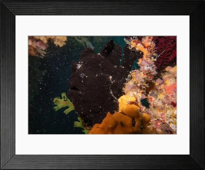 Framed Print : Fish swim in the Sea of the Philippines