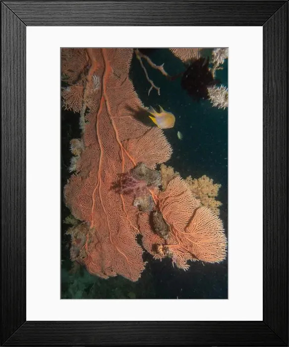 Framed Print : Coral reef and water plants in the Sea of the Philippines Framed Print : Coral reef and water plants in the Sea of the Philippines