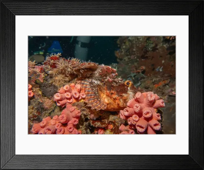 Framed Print : Coral reef and water plants in the Sea of the Philippines Framed Print : Coral reef and water plants in the Sea of the Philippines