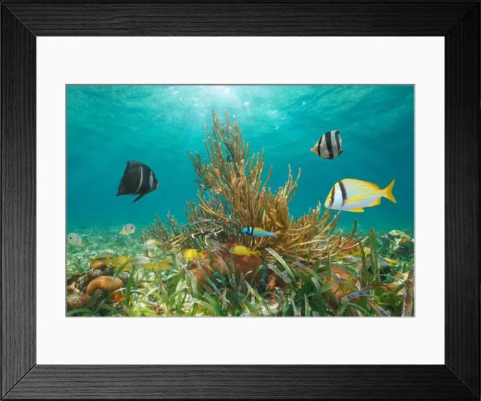 Framed Print : Tropical fish with coral underwater below water surface in the Caribbean sea, natural scene, Greater Antilles, Cuba Framed Print : Tropical fish with coral underwater below water surface in the Caribbean sea, natural scene, Greater Antilles, Cuba