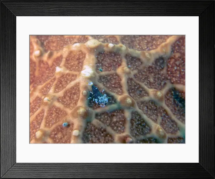 Framed Print : A Bumble Bee Shrimp (Gnathophyllum americanum) in Florida, USA