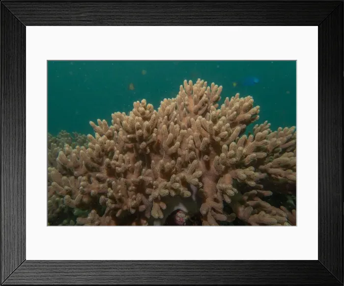 Framed Print : Coral reef and water plants in the Sea of the Philippines Framed Print : Coral reef and water plants in the Sea of the Philippines