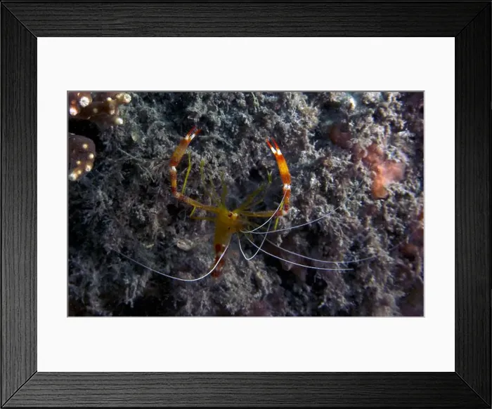 Framed Print : A Yellow Banded Coral Shrimp (Stenopus scutellatus) in Florida, USA Framed Print : A Yellow Banded Coral Shrimp (Stenopus scutellatus) in Florida, USA