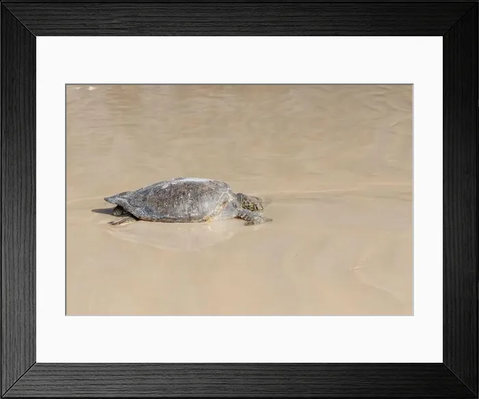 Framed Print : green sea turtle Chelonia mydas relax on beach, Galapagos, Ecuador, South America Framed Print : green sea turtle Chelonia mydas relax on beach, Galapagos, Ecuador, South America