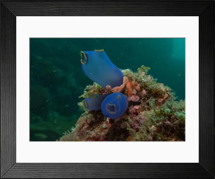 Framed Print : Coral reef and water plants in the Sea of the Philippines Framed Print : Coral reef and water plants in the Sea of the Philippines