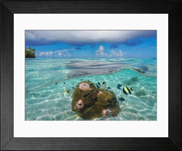Framed Print : Tropical seascape, fish with sea anemones underwater in the lagoon of Huahine in French Polynesia Framed Print : Tropical seascape, fish with sea anemones underwater in the lagoon of Huahine in French Polynesia