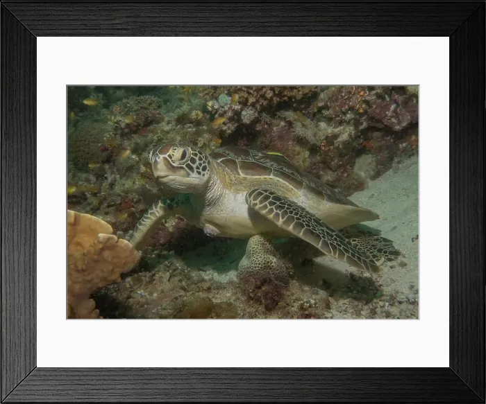 Framed Print : Hawksbill sea turtle in the Sea of the Philippines Framed Print : Hawksbill sea turtle in the Sea of the Philippines