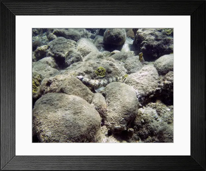 Framed Print : A Sand Diver (Synodus intermedius) in Roseau, Dominica Framed Print : A Sand Diver (Synodus intermedius) in Roseau, Dominica