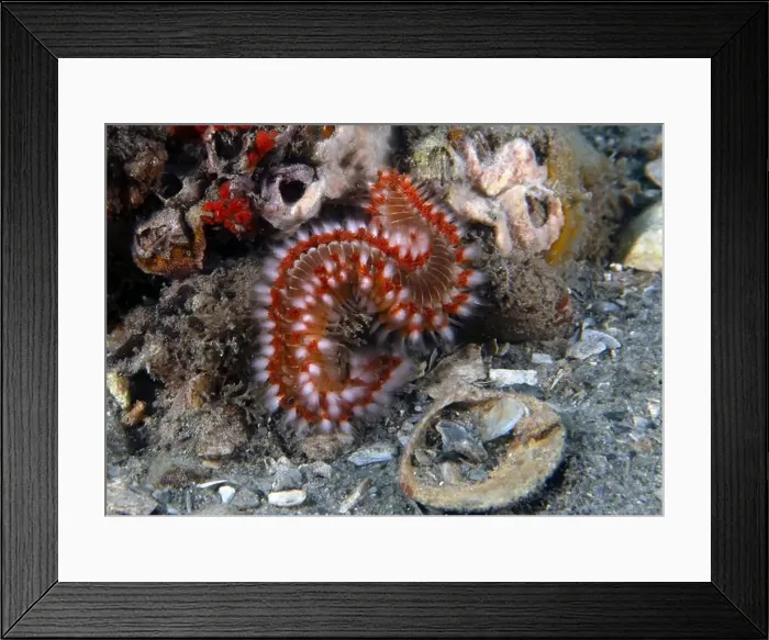 Framed Print : A Bearded Fireworm (Hermodice carunculata) in Florida, USA
