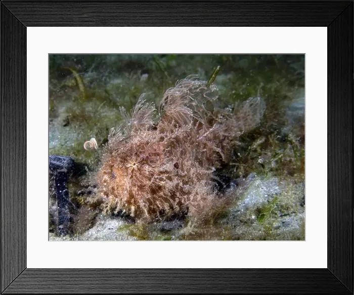 Framed Print : A Striated Frogfish (Antennarius striatus) in Florida, USA Framed Print : A Striated Frogfish (Antennarius striatus) in Florida, USA