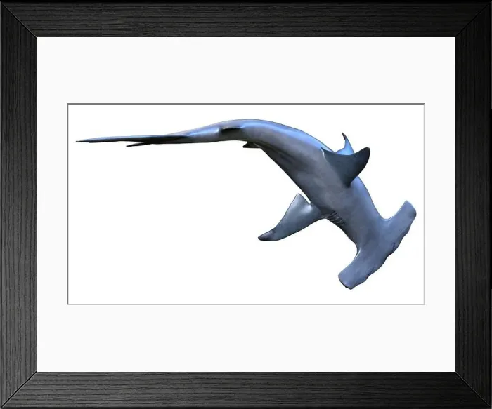 Framed Print : 3D rendering of a hammerhead shark isolated on white background Framed Print : 3D rendering of a hammerhead shark isolated on white background