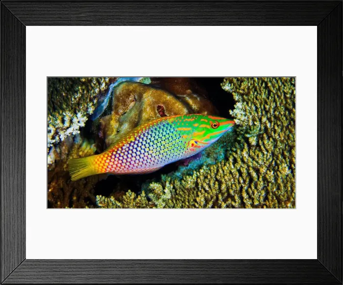 Framed Print : Checkerboard Wrasse, Halichoeres hortulanus Framed Print : Checkerboard Wrasse, Halichoeres hortulanus