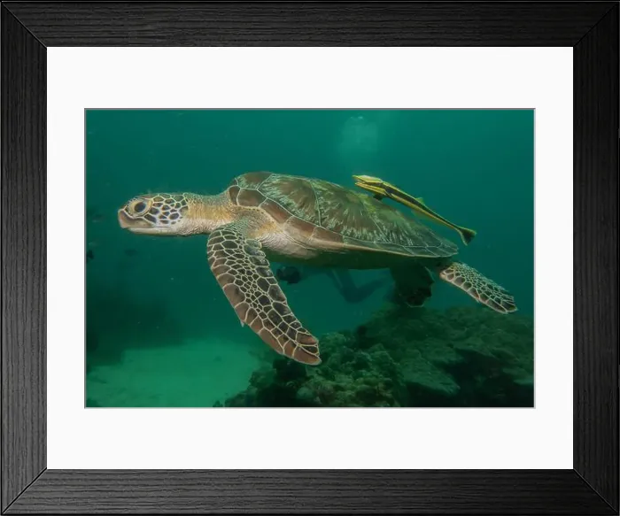 Framed Print : Hawksbill sea turtle in the Sea of the Philippines Framed Print : Hawksbill sea turtle in the Sea of the Philippines