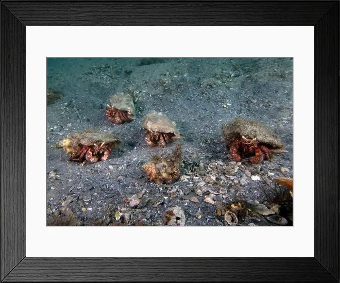 Framed Print : Bareye Hermit Crab (Dardanus fucosus) in Florida, USA Framed Print : Bareye Hermit Crab (Dardanus fucosus) in Florida, USA