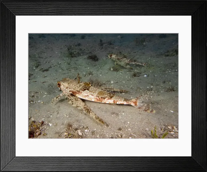 Framed Print : A Flying Gunard (Dactylopterus volitans) in Florida, USA Framed Print : A Flying Gunard (Dactylopterus volitans) in Florida, USA