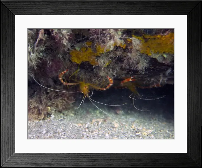 Framed Print : A Yellow Banded Coral Shrimp (Stenopus scutellatus) in Florida, USA Framed Print : A Yellow Banded Coral Shrimp (Stenopus scutellatus) in Florida, USA