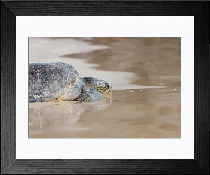 Framed Print : Close up of green sea turtle Chelonia mydas relax on beach, Galapagos, Ecuador, South America Framed Print : Close up of green sea turtle Chelonia mydas relax on beach, Galapagos, Ecuador, South America