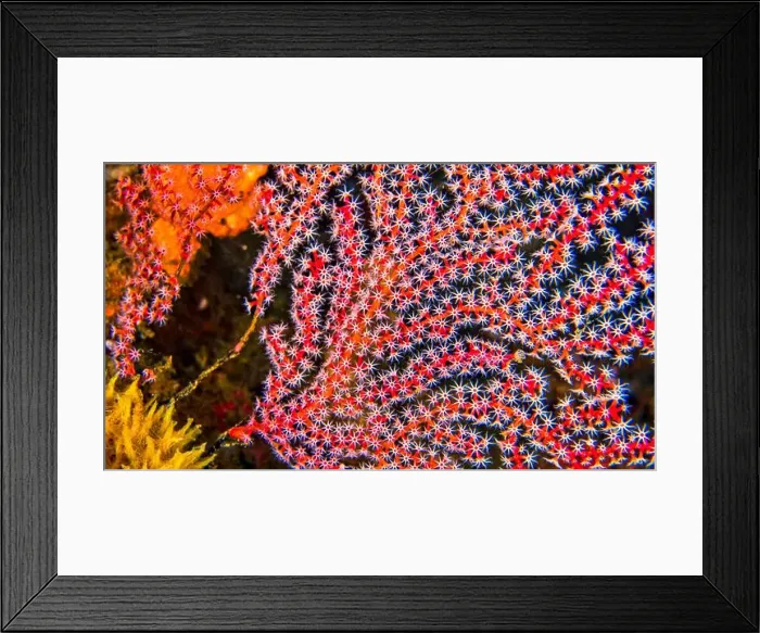 Framed Print : Sea Fan, Sea Whips, Gorgonian, Reef Building Corals, Coral Reef, Lembeh, North Sulawesi, Indonesia, Asia Framed Print : Sea Fan, Sea Whips, Gorgonian, Reef Building Corals, Coral Reef, Lembeh, North Sulawesi, Indonesia, Asia