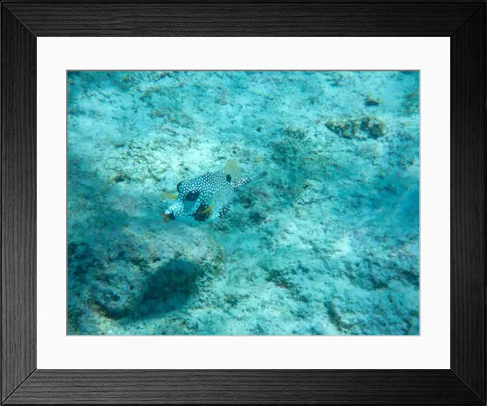 Framed Print : Underwaterphotography of a cute Smooth trunkfish (Lactophrys triqueter) Bonaire, Caribbean Netherlands Framed Print : Underwaterphotography of a cute Smooth trunkfish (Lactophrys triqueter) Bonaire, Caribbean Netherlands