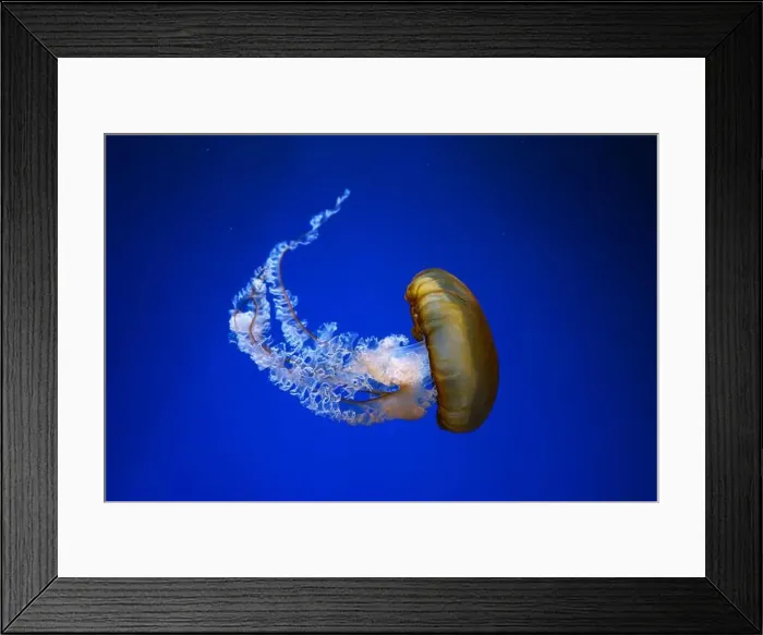 Framed Print : Pacific sea nettle, Orange jellyfish or Chrysaora fuscescens swimming in blue water of aquarium tank Framed Print : Pacific sea nettle, Orange jellyfish or Chrysaora fuscescens swimming in blue water of aquarium tank