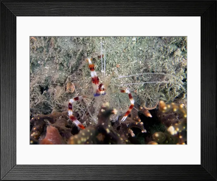 Framed Print : A Banded Boxer Shrimp (Stenopus hispidus) in Florida, USA Framed Print : A Banded Boxer Shrimp (Stenopus hispidus) in Florida, USA