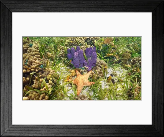 Framed Print : A starfish with sea sponge and seagrass underwater on a shallow reef in the Caribbean sea Framed Print : A starfish with sea sponge and seagrass underwater on a shallow reef in the Caribbean sea