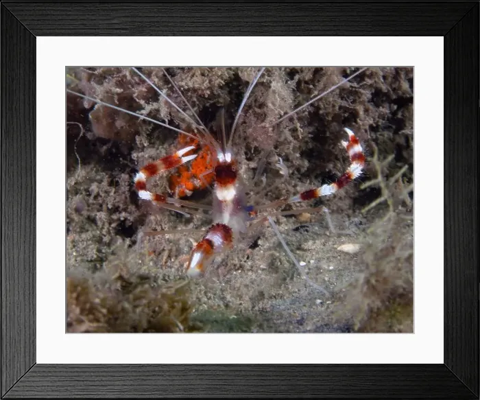 Framed Print : A Banded Boxer Shrimp (Stenopus hispidus) in Florida, USA Framed Print : A Banded Boxer Shrimp (Stenopus hispidus) in Florida, USA